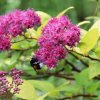 BOURDON qui buttine sur  une Spirée du Japon. Jardin, 15 juin 2024 . '' Pique-nique d'un autre été ''. ORPHÉE HENRY DECORMEILLE